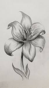 Lilie Lilie Blume Blumenzeichnung Zeichnung Kunst Lilies Drawing Pencil Drawings Of Flowers Nature Sketches Pencil