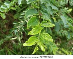 Image result for Olacaceae