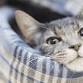 Cat Fest Colorado - North