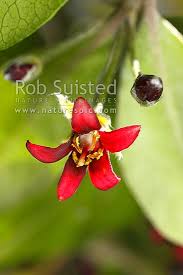 Image result for Pittosporaceae