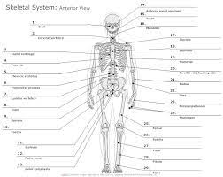 Print of foot flexed with bones and relevant muscle revealed. Pin On Anatomy The Skeletal System