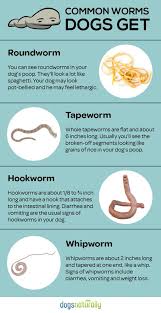 Everyday Foods To Get Rid Of Dog Worms Worms In Dogs Dog Health Tips Vet Medicine