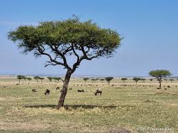 Image result for Balanites aegyptiaca