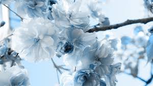 Maybe you would like to learn more about one of these? 38 Blue And White Floral Wallpaper On Wallpapersafari