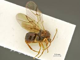 Image result for Scolopia mundii