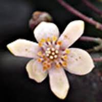 Image result for Monanthotaxis trichantha