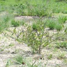 Image result for Neorautanenia ficifolia