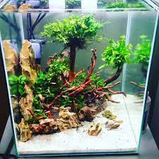 Nanotank Aquarium Natureaquarium Plant Nature Dragonstone Layout Aquascaping Akwarium Aquascape Aquarium Fish Tank Aquarium Sand Tropical Fish Tanks
