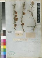 Image result for Ormocarpum kirkii