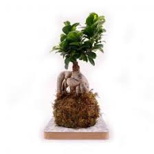 I bonsai infatti vengono coltivati in vasetti, spesso decorativi, delle dimensioni adatte alla piantina, mentre nei kokedama il vaso è assente. Kokedama Ficus Ginseng Paganopiante Agricolashop