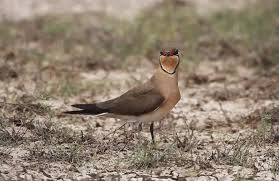 Image result for Calvoa orientalis