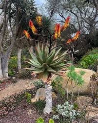 Image result for Aloe marlothii