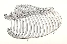 Gross anatomy there are 12 pairs of ribs which are separated by intercostal spaces. The Rib Cage