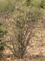 Image result for Rhigozum brevispinosum