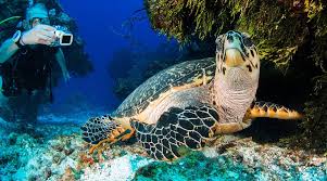 Image result for Scuba Blue 2014 S1