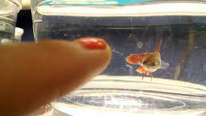 Shop the betta fish supplies your pet needs at petco. Female Betta Fish At Petco They Are More Interesting Than Flickr