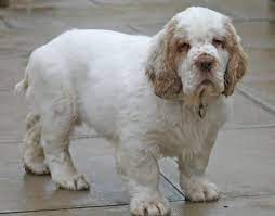 Look at pictures of clumber spaniel puppies who need a home. 22 Clumber Spaniel Ideas Clumber Spaniel Spaniel Dog Breeds