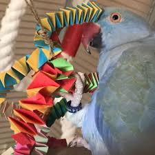 Very simple and free toys for your bird! Diy Parrot Toys Home Facebook