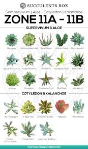 Choosing Succulents For Zone 11 12 Hawaii And Puerto Rico Planting Succulents Types Of Succulents Plants Succulent Gardening