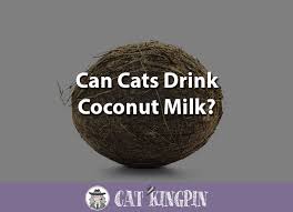 Mct are actually used therapeutically in humans and some other species because they can be i'm looking for info on whether coconut milk is bad for cats, and if so, why. Can Cats Drink Coconut Milk Cat Kingpin