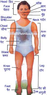 In conclusion, i would like to tell you that if you liked this post about human body's parts name in english and hindi 10, 15, 20, 25, 30, 50, 100 body parts name, then do share it on social media. Body Parts Name Pdf In Hindi