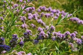 Image result for Komule střídavolisté