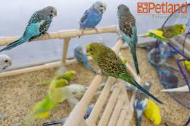 Birds For Sale In Florida Birdie Friends Are The Coolest Birds Birdlove Pets Fly Insidepetlandflorida Petland Petlandflorida Petland Puppies Puppy Schedule Pets