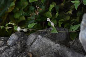 Image result for Ceropegia arenarioides