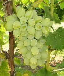 Neptune Bunch Grape Vine Ison S Nursery Vineyard In 2021 Grape Plant Grape Tree Berry Plants