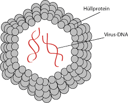 More than 200 distinct types have been identified; Abituraufgabe Papillomviren Immunologie Molekularbiologie