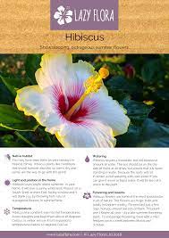 Pin On Hibiscus