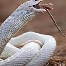 تفسير رؤيه الحيه والأفعى فى المنام بالتفصيل Snake