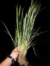 Image result for Acroceras zizanioides