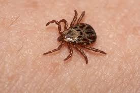 The good news is there is an opportunity to copy it directly from this page. 10 Things To Watch For When Ticks Bite Cone Health