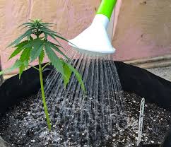 Then, there is also the matter of breeding. Hemp Growers Eager To Branch Into Weed Make Their Case In Albany Wnyc News Wnyc