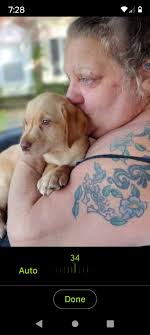Labrador retriever as a gentle family pet