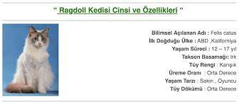 ragdoll kedisi cinsi ve ozellikleri kedi ragdoll kedisi sevimli kediler