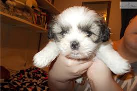 Primerna pasma prav za vsak dom. Luna Shih Tzu Puppy For Sale Near Raleigh Durham Ch North Carolina E2ed8418 D991