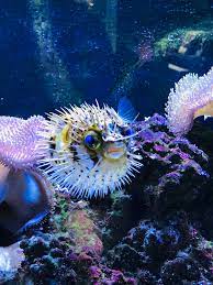 Ok Kesinti Silip Yoketmek Porcupine Puffer Fish Yamanlarnakliyatcorlu Com