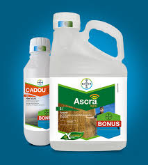 Back and body pain reliever, 500 mg aspirin with caffeine. Bayer Cropscience Deutschland Gmbh Die Agrarseite Fur Landwirte Pflanzenschutz Pflanzenschutzmittel Agrarwetter Resistenzmanagement
