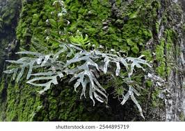 Image result for Pleopeltis