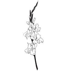 Gladiolus Vector On Vectorstock Gladiolus Tattoo Gladiolus Flower Tattoos August Flower Tattoo