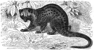 Kopi Luwak Civet Coffee Aka The Infamous Poop Coffee Waycap