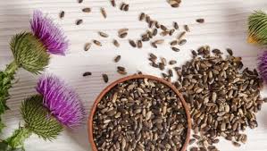 Gnc.com has been visited by 10k+ users in the past month 7 Amazing Benefits Of Milk Thistle For Strong Immunity Better Digestion Ndtv Food