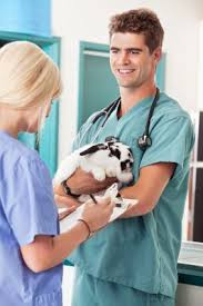 Lp.pennfoster.edu has been visited by 10k+ users in the past month Veterinary Assistant Job Requirements Responsibilities Rewards Veterinary Assistant Vet Tech Veterinary