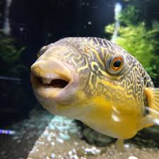 So Cute Smile Of This Puffer Fish Marine Aquarium Aquarium Fish Tropical Fish Aquarium
