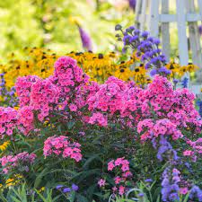 Maybe you would like to learn more about one of these? Phlox Paniculata Candy Store Coral Creme Drop White Flower Farm