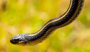 However, jeff benfer aka the garter snake morph is the main large scale breeder of many special morphs at the present time. 20 Types Of Garter Snakes How To Identify These Garden Snakes Everything Reptiles