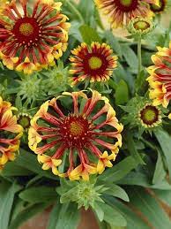 Pin On Blanket Flower