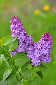Sign In Beautiful Flowers Photos Beautiful Flowers Lilac Tree